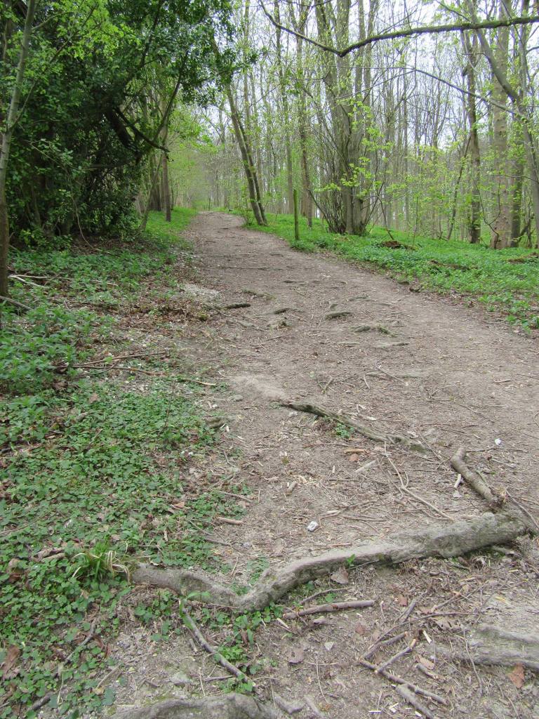 a path with tree roots